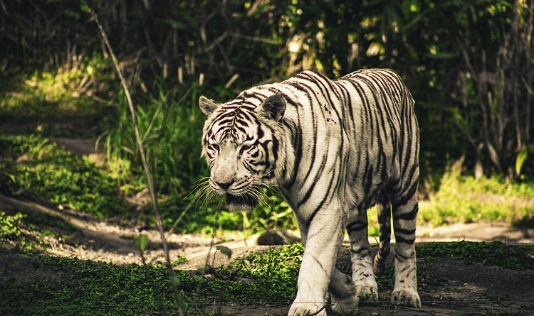 White tiger Nandankanan Zoo