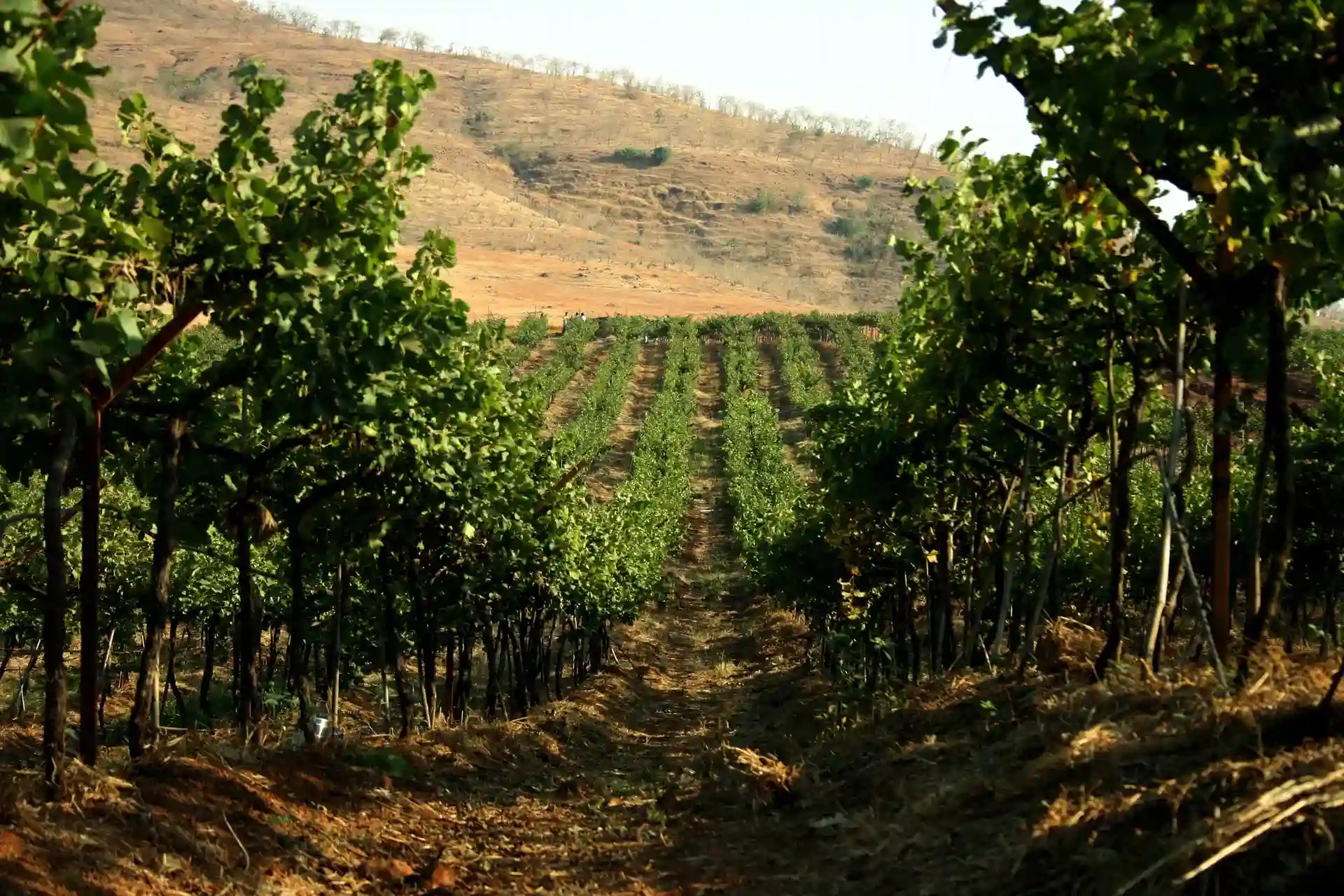 Vineyard rows near Nashik with hills in the background