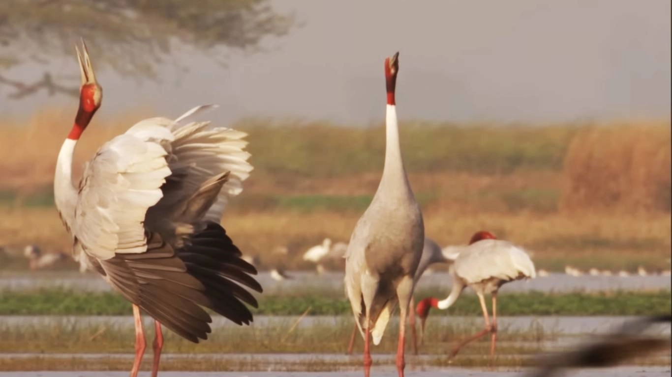 Birds at the Okhla Bird Sanctuary near Noida.