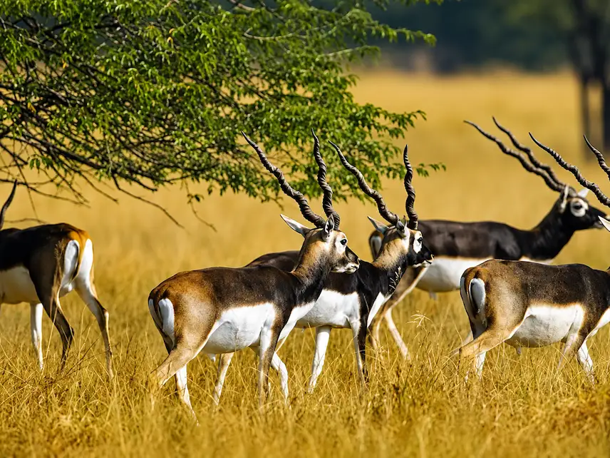 Blackbucks at Velavadar Blackbuck National Park near Bhavnagar